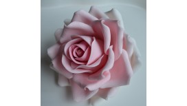 Didelė balta, rožinė rožė su vielute